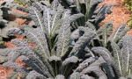 CURLY KALE Nero di Toscana RE1210 