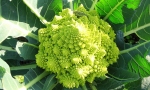 CAULIFLOWER Romanesco RE1111 