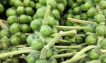 BRUSSEL SPROUTS Mezzo nano RE0801