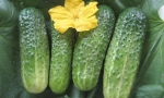 CUCUMBER Parisian Pickling RE1304 