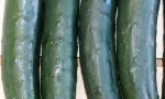 CUCUMBER Marketmore 70 RE1303 