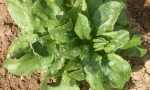 CORN SALAD Large Leaved RE4001 