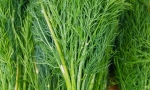 DILL Plain RE0002 