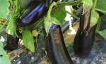 EGGPLANT Early Long Purple RE2702 