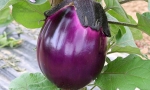 EGGPLANT Violetta di Firenze RE2703 