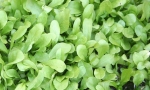 LEAF LETTUCE Bionda a Foglia Liscia RE2605 