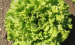 LETTUCE Gentilina RE2615 