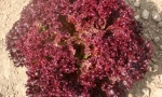 LETTUCE Lollo Rossa RE2622 