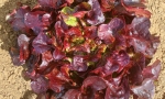 LETTUCE Red Salad Bowl RE2630