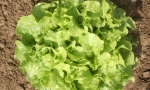 LETTUCE Salad Bowl RE2630 