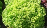 LETTUCE Lollo Bionda RE2621 