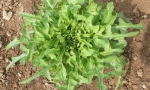 LETTUCE Catalogna RE2614 