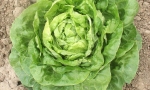 LETTUCE Winter Crop RE2625 