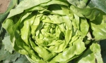 LETTUCE Sant'Anna RE2638