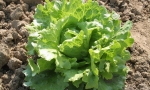 LETTUCE Batavia Bionda di Parigi RE2609