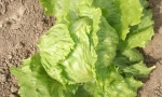 LETTUCE Batavia Dorata di Primavera RE2661 