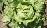 LETTUCE Ice Queen RE2628 