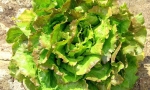 LETTUCE Meraviglia di Verano RE2624 