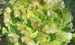 LETTUCE Canasta RE2650