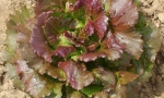 LETTUCE Canasta Rossa RV2604 