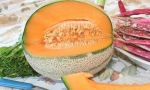 MELON Retato degli Ortolani RE2804 