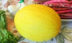 MELON Amarillo Oro RE2802