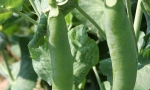 PEAS Douce de Provence RE3018