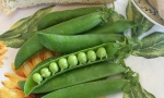 PEAS Utrillo RE3011 