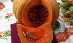 PUMPKIN Muscade de Provence RE4109