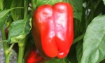 PEPPER Quadrato d'Asti Rosso RE2910 