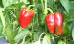 PEPPER California Wonder RE2901 