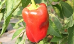 PEPPER Yolo Wonder RE2902 