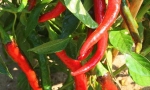 PEPPER De Cayenne RE2912 