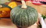 PUMPKIN Delica RV4101 