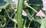 CUCUMBER Chinese Snake RE1302 