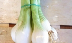 ONION White Lisbon RE1654 