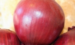 ONION Red Amposta RE1637 