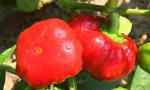 PEPPER Topepo Rosso RE2916