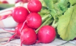RADISH Cherry Belle RE3603