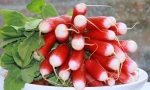 RADISH French Breakfast RE3605