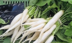 RADISH Long White Icicle RE3612 