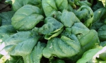 SPINACH Viroflay RE3908 