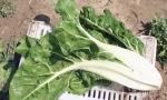 SWISS CHARD Verde a Costa Candida RE0509 