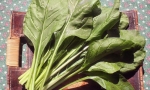 SWISS CHARD Verde da Taglio RE0608 