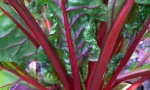 SWISS CHARD Rubhard Chard RE0508 