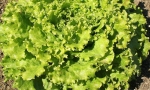 LETTUCE Grand Rapids RE2618 