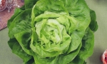 LETTUCE May Queen RE2629 