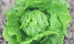 LETTUCE Great Lakes 118 RE2619