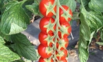 TOMATO Ciliegia RE3104 