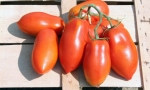 TOMATO San Marzano RE3105 